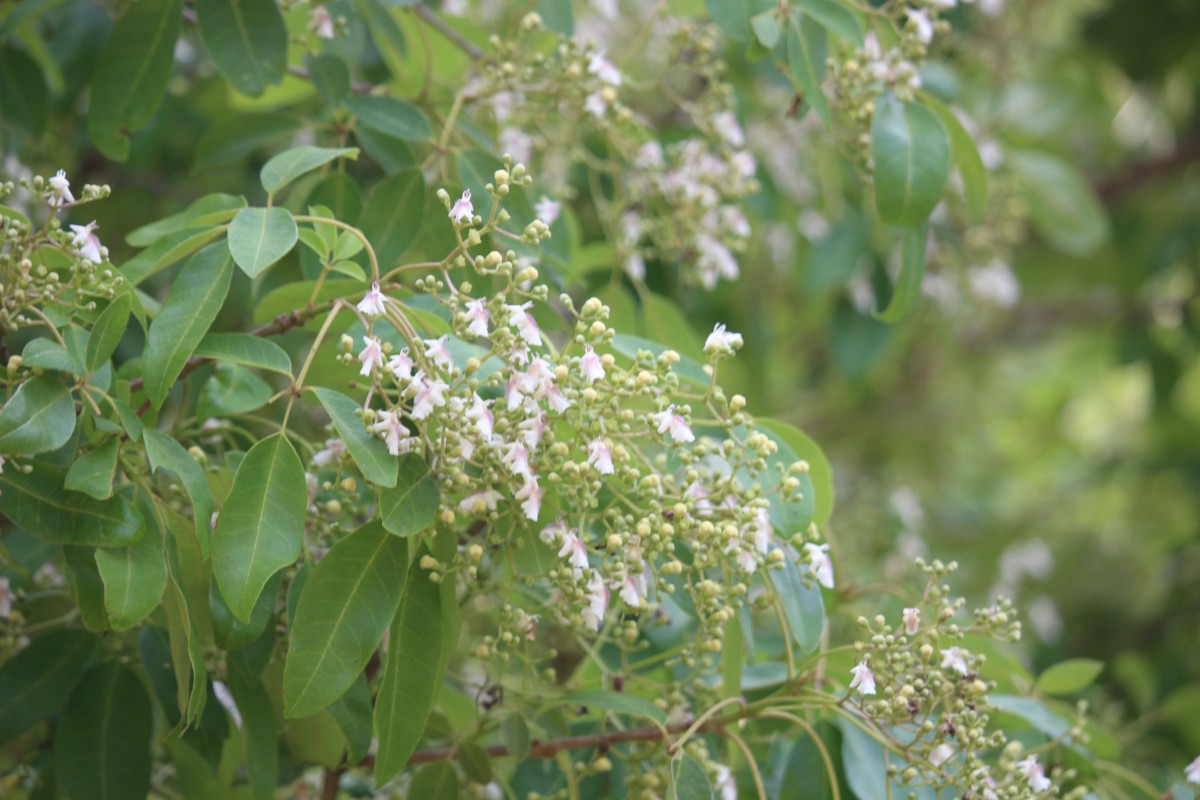 Vitex leucoxylon L.f.